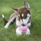 KONG Easy Treat Puppy - pasta iepildīšanai — Foto 3