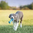 KONG Puppy Goodie Bone Small Assorted - puppy toy — Foto 5