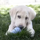 KONG Puppy Small Assorted - rotaļlieta kucēniem — Foto 4