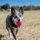KONG Ball with Hole Small - rotaļlieta suņiem — Foto 3