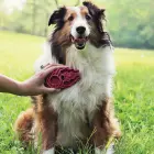 KONG ZoomGroom Raspberry Large - suka apmatojuma kopšanai — Foto 2