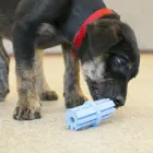 KONG Puppy Teething Stick Assorted Large - rotaļlieta kucēniem — Foto 5