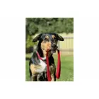 Flamingo dog leash 100cm, 20mm red — Foto 3