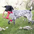 KONG Goodie Bone with Rope Medium - rotaļlieta suņiem — Foto 3
