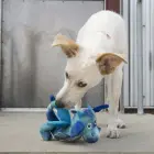 KONG Dragon Knots Medium / Large Assorted - dog toy — Foto 5