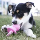 KONG Puppy Binkie Medium Assorted - rotaļlieta kucēniem — Foto 5