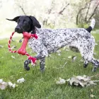 KONG Goodie Bone with Rope XS - rotaļlieta suņiem — Foto 3