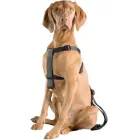 Auto drošības siksnas D&D Dog-Secure XS 20-50 cm — Foto 4