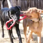 KONG Tug Medium - dog toy — Foto 3