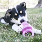 KONG Puppy Binkie Small Assorted - rotaļlieta suņiem — Foto 5