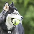 KONG SqueakAir Ball Large - rotaļlieta suņiem — Foto 3