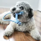 KONG Puppy Goodie Bone with Rope XS Assorted - rotaļlieta kucēniem — Foto 5