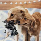 KONG Yarnimals Dog XSmall / Small - dog toy — Foto 3