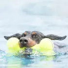 KONG AirDog Bone Large - rotaļlieta suņiem — Foto 3