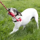 KONG Dental with Rope Small - rotaļlieta suņiem — Foto 3
