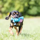 KONG Cozie Medium Assorted Naturals - dog toy — Foto 4