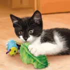 KONG Flingaroo CATerpillar - cat toy — Фото 3