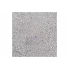 Flamingo CAT LITTER BENTONITE WITH BABY POWDER & ZEOLITE FINE GRAINS CLUMPING 12 kg — Foto 2